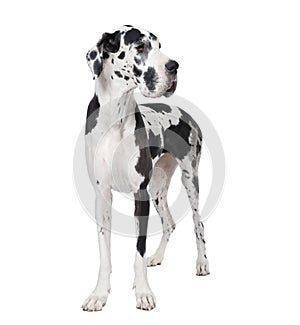 Great Dane in front of a white background