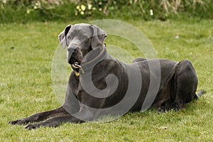 A Great Dane