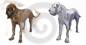 Great Dane (German Mastiff) - An hand drawn vector illustration