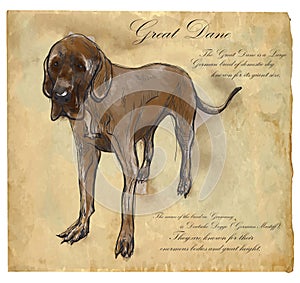 Great Dane (German Mastiff) - An hand drawn vector illustration