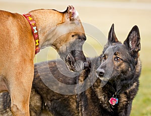 Great dane and German Shepherd buddies