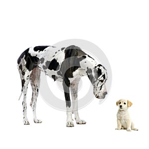 Great Dane HARLEQUIN