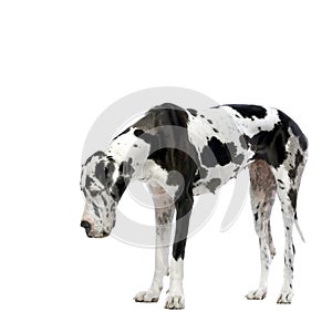 Great Dane HARLEQUIN