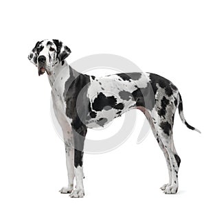 Great Dane HARLEQUIN