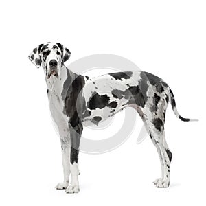 Great Dane HARLEQUIN