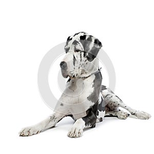 Great Dane HARLEQUIN