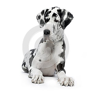 Great Dane HARLEQUIN