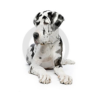 Great Dane HARLEQUIN