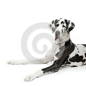 Great Dane HARLEQUIN