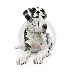 Great Dane HARLEQUIN