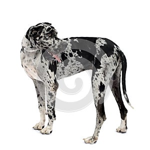 Great Dane HARLEQUIN