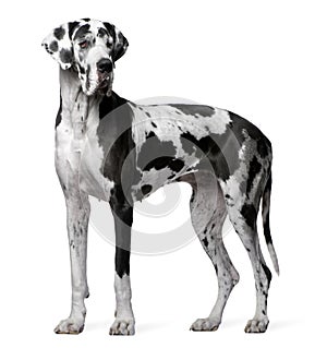 Great Dane Harlequin, 4 years old, standing