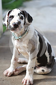 Great Dane Harlequin.