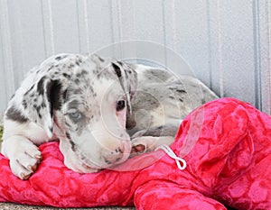 Great Dane harlequin puppy with stuffed toy