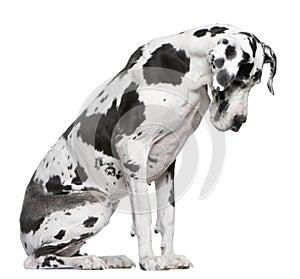 Great Dane Harlequin sitting