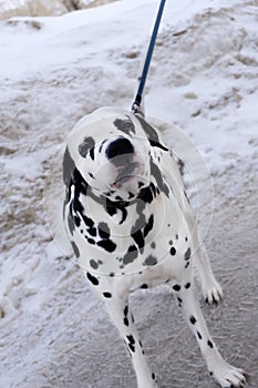 Great Dane Harlequin sitting in front of white background looking down