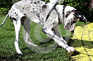 A great Dane and his pet Rock