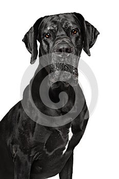 Great Dane isolated on white