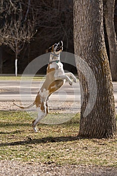 Great Dane Jumping for Squirrels