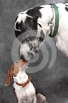 Great Dane Kissing Beagle