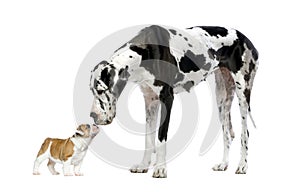 Great Dane looking at a French Bulldog puppy