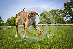 Great Dane looking at ground trying to catch orange ball