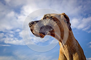 Great Dane looking left against bright blue sky