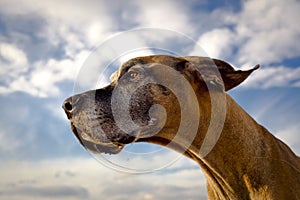 Great Dane looking left with drool strand