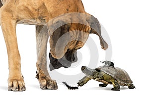 Great Dane looking at a turtle and insects