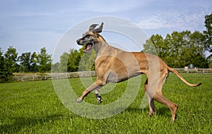 Great Dane loping across field to the left