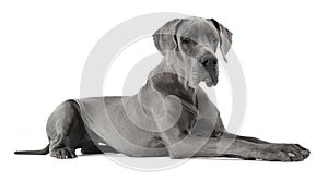 Great Dane lying in a white studio floor