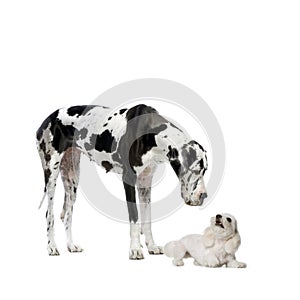 Great Dane and maltese dog photo