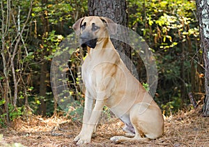 Great Dane Mastiff dog