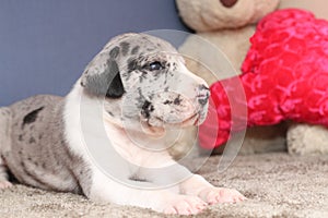 Great Dane merle mantle puppy with toys