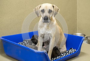 Great Dane mix dog nursing puppies in whelping box