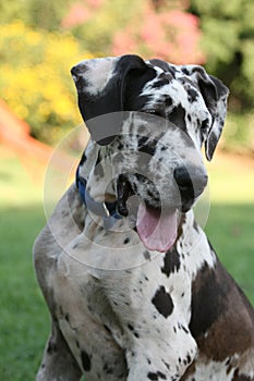 Great Dane