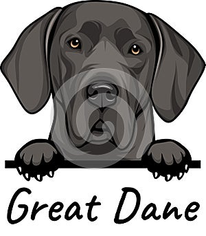 Great Dane peeking dog isolated on a white background