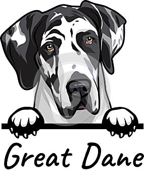 Great Dane peeking dog isolated on a white background