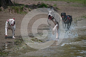 Great Dane and Pitbull running along beach