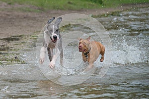 Great Dane and Pitbull running along beach