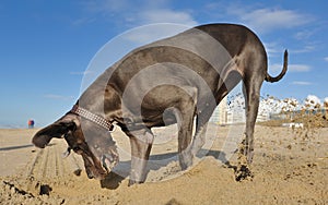 Great Dane playing with sand