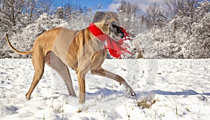 Great Dane playing in the snow wearing a red scarf