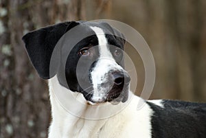Great Dane and Pointer mixed breed dog portrait
