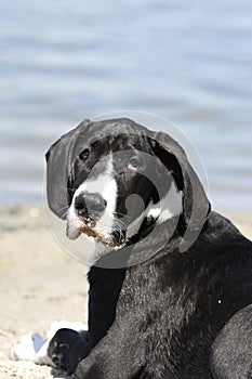 Great Dane puppy