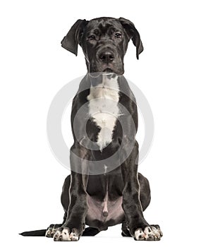 Great Dane puppy, 4 months old, sitting and facing