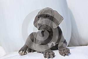 Great Dane puppy