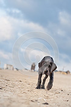 Great Dane puppy on the beach