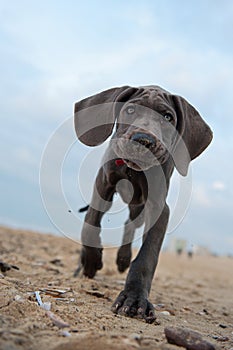 Great Dane puppy on the beach