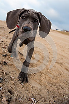 Great Dane puppy on the beach