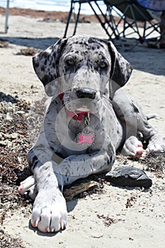 Great Dane Puppy at the Beach
